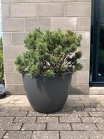 Elho pure soft round bloempot plantenbak zonder plant, Ophalen, Kunststof, Rond, Tuin