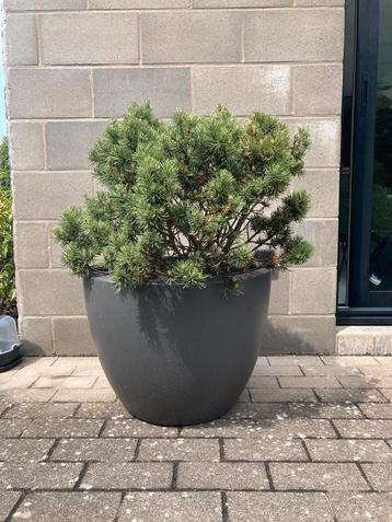 Elho pure soft round bloempot plantenbak zonder plant beschikbaar voor biedingen