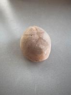 Versteende zee egel, antiek, vintage, decoratie, dier,, Verzenden, Zo goed als nieuw