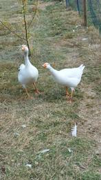 ganzen, Dieren en Toebehoren, Pluimvee