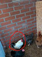 Haantje, Animaux & Accessoires, Volatiles