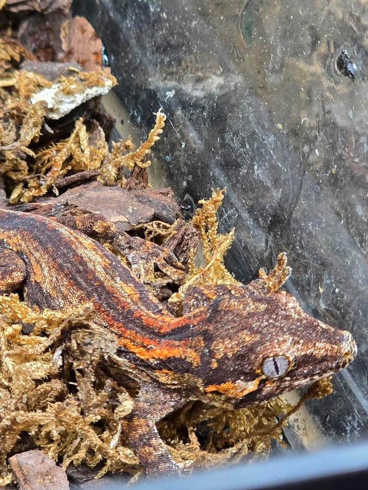 Diversen nakweek gargoyle gekko's, Dieren en Toebehoren, Reptielen en Amfibieën, Amfibie