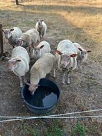 3 jonge ooilammeren, Dieren en Toebehoren