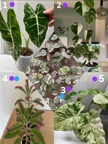 Verschillende stekken kamerplanten te koop/ruil beschikbaar voor biedingen