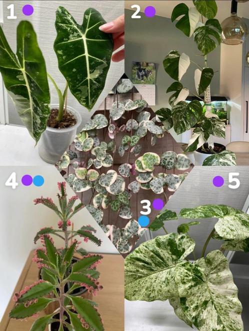 Verschillende stekken kamerplanten te koop/ruil, Huis en Inrichting, Kamerplanten, Cactus, Groene kamerplant, Halfschaduw, Ophalen