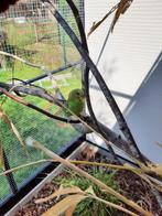 Grasparkieten (jongen) te koop, Meerdere dieren, Parkiet