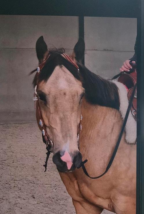Brave American Quarter, Dieren en Toebehoren, Paarden, Ruin, Niet van toepassing, Minder dan 160 cm, 3 tot 6 jaar, Westernpaard