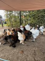 Brahma groothoender hanen, Dieren en Toebehoren, Pluimvee