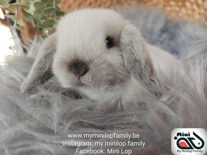 Baby minilop lapin de race pure mâle (transport possible), Animaux & Accessoires, Lapins, Nain, Mâle, 0 à 2 ans, Oreilles tombantes