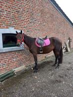 Jument, Dieren en Toebehoren, Merrie, Minder dan 160 cm, Gechipt, Zadelmak