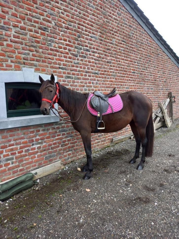Jument, Dieren en Toebehoren, Paarden, Merrie, Zadelmak, Minder dan 160 cm, 3 tot 6 jaar, Recreatiepaard, Met stamboom, Gechipt