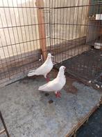 Mooie koppel witte duiven (15€ per stuk), Dieren en Toebehoren