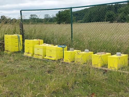 Bijenvolkjes, Dieren en Toebehoren, Insecten en Spinnen