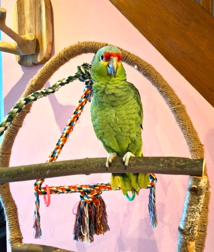 Jonge Tamme Geelwang amazone van 8 maanden, Dieren en Toebehoren, Vogels | Parkieten en Papegaaien, Papegaai, Vrouwelijk, Pratend