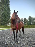 Lieve, vlotte merrie, L, 160 tot 165 cm, 11 jaar of ouder, Recreatiepaard