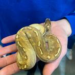 koniingspython 'enchi highway' vrouw, Serpent, 0 à 2 ans