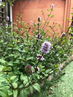 Black stemmed mint / chocolade munt / paarse munt, Ophalen, Vaste plant, Halfschaduw, Kruiden
