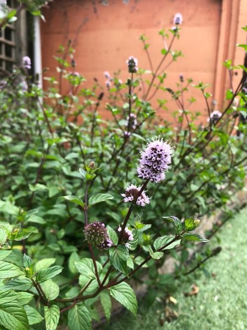 Black stemmed mint / chocolade munt / paarse munt, Tuin en Terras, Planten | Tuinplanten, Vaste plant, Kruiden, Halfschaduw, Zomer