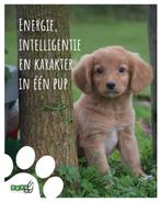 Nova Scotia Duck Tolling retriever ,toller pup, Dieren en Toebehoren, België, Overige rassen, 8 tot 15 weken, Rabiës