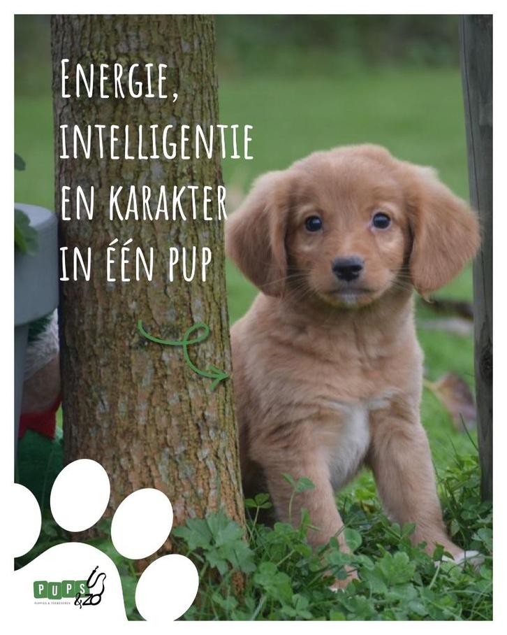 Nova Scotia Duck Tolling retriever, chiot toller, Animaux & Accessoires, Chiens | Retrievers, Épagneuls & Chiens d'eau, Plusieurs animaux