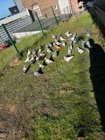 Takla duiven pigeon, Dieren en Toebehoren