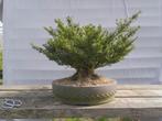 Bonsai; Ilex Crenata, Tuin en Terras, Ophalen