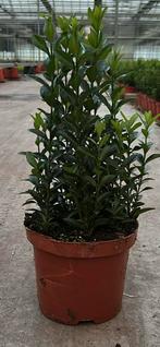 Euonymus japonicus 'Green Spire', Hagen en sierheesters, Tuin en Terras, Ophalen