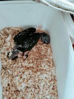 Handtamme zwartkop caique, Dieren en Toebehoren, Vogels | Overige Vogels