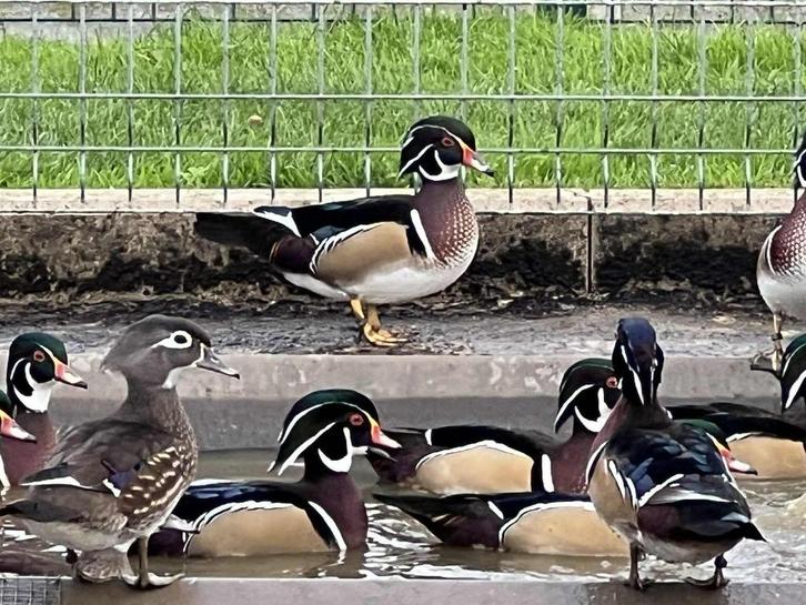 carolina eend @ paradijshof, Dieren en Toebehoren, Pluimvee, Eend, Meerdere dieren