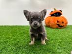 Chihuahua pups, Dieren en Toebehoren, België, 8 tot 15 weken, CDV (hondenziekte), Meerdere