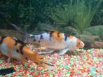 Japanse koi, Dieren en Toebehoren, Vissen | Vijvervissen