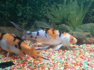 2 Japanse koi 's  beschikbaar voor biedingen