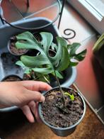 Monstera minina, Huis en Inrichting, Kamerplanten, Ophalen, Overige soorten, Halfschaduw, Minder dan 100 cm