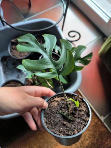 Monstera minina beschikbaar voor biedingen