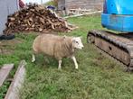 jonge schapen, Dieren en Toebehoren, Schapen, Geiten en Varkens, Meerdere dieren, Schaap, 0 tot 2 jaar