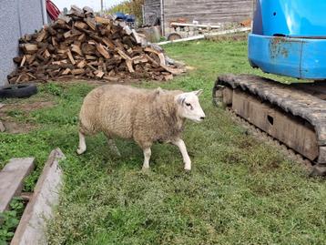 jonge schapen  beschikbaar voor biedingen