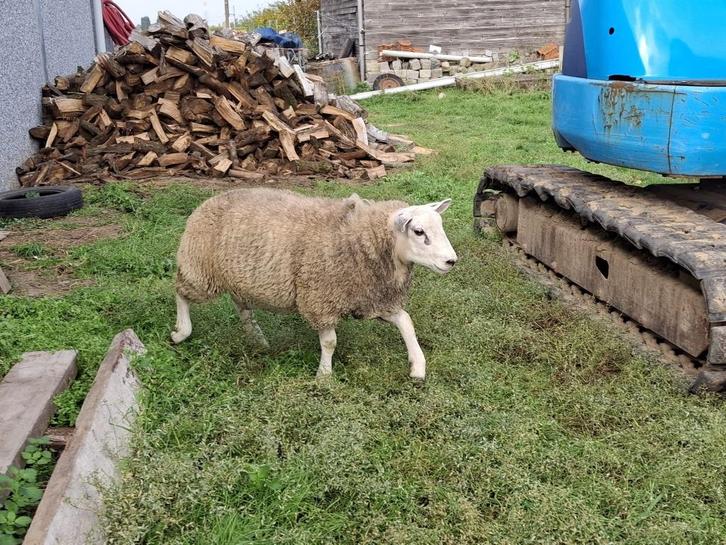 jonge schapen, Dieren en Toebehoren, Schapen, Geiten en Varkens, Schaap, Meerdere dieren, 0 tot 2 jaar