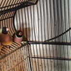 Gouldamadines, Dieren en Toebehoren