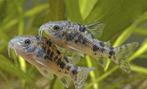 Corydora paleatus, Dieren en Toebehoren