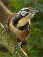 Mooi man borstbandgaailijster, Dieren en Toebehoren, Vogels | Overige Vogels