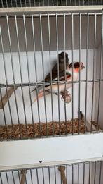 Canaris, Dieren en Toebehoren