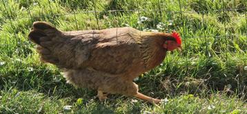 4 hennen Welsumer (groothoender) beschikbaar voor biedingen