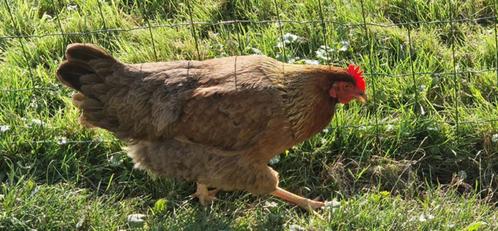 4 hennen Welsumer (groothoender), Dieren en Toebehoren, Pluimvee, Kip, Vrouwelijk