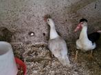 Koppel barberies, Dieren en Toebehoren, Pluimvee