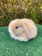 Nederlands hangoor/ minilop, Dieren en Toebehoren, Konijnen, Hangoor