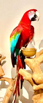 Tamme groenvleugel Ara Man 22, Dieren en Toebehoren, Vogels | Parkieten en Papegaaien, Mannelijk, Papegaai, Pratend