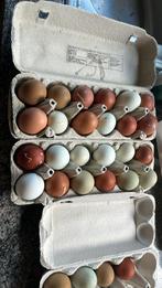 Broedeieren Easteregger/olive laatste stuks 90ct per stuk., Ophalen of Verzenden