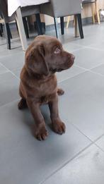 Chocolade labrador puppy, Dieren en Toebehoren, België, Fokker | Hobbymatig, 8 tot 15 weken, Labrador retriever