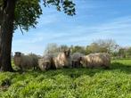 Drentse heide schapen, Dieren en Toebehoren, Vrouwelijk, Schaap, 6 jaar of ouder