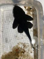 L181, Dieren en Toebehoren, Vissen | Aquariumvissen, Vis, Zoetwatervis